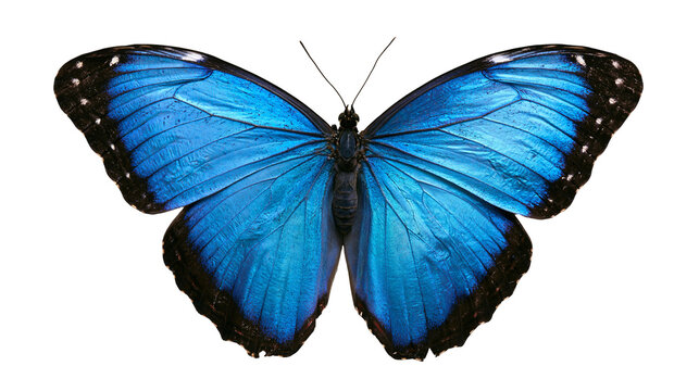 Vibrant blue Morpho butterfly with black wing edges and white spots