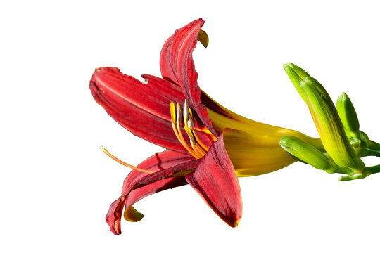 red and yellow lily Isolated on transparent background&nbsp;