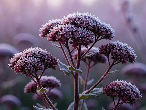 Pink sedum Matrona flowers covered in frost in autumn garden. Cold morning snow on perennial stonecrop plants. Close up macro shot of frozen floral background for natural wallpaper. Beautiful purple