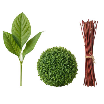 Green leaves spherical bush and brown twigs isolated for natural design elements