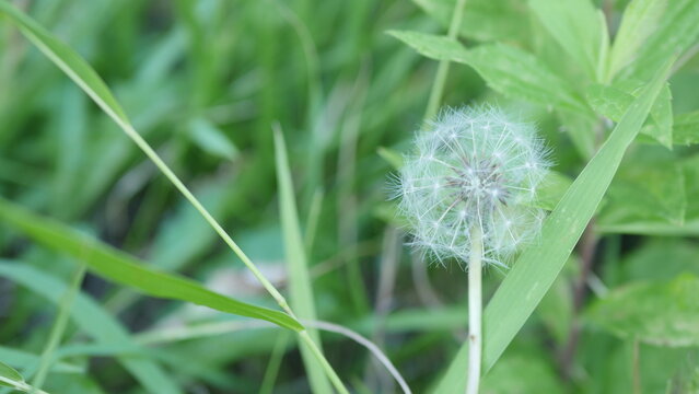 Round dandelion seed head (fluff) with vibrant green grass background