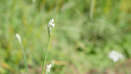 False garlic (Nothoscordum bivalve / gracile) blooming in the garden ©  tegamistudio
