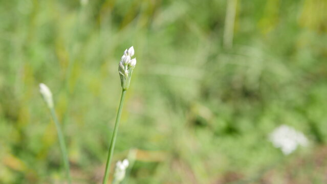 False garlic (Nothoscordum bivalve / gracile) blooming in the garden
