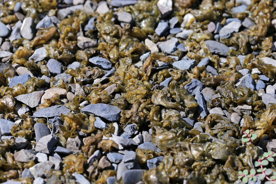 Photos of Nostoc commune growing in a plantation in Pingtung, Taiwan.