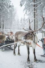A reindeer stands harnessed to a sled in a northern country, ready to give tourists a ride and highlighting animal use in tourism. © Ann