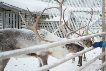 A reindeer eats moss from a person's hand, capturing a memorable wildlife encounter during a family winter trip to northern countries. © Ann