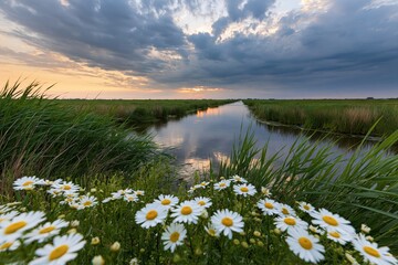 Obraz premium The daisies in the foreground by the river at sunset under dramatic clouds