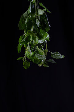 Basil holy krapow herb green leaf fresh thai ingredient culinary organic raw plant food spicy aroma fragrance seasoning cooking harvest produce