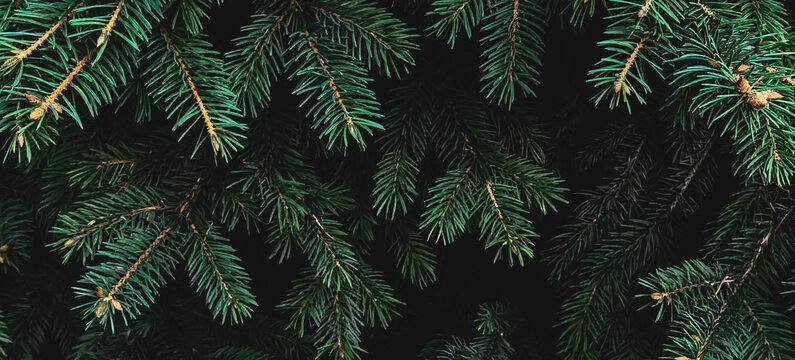 Real dark green spruce branches in a dense needle texture against deep shadows. Pairs with a panoramic christmas banner holiday background and mysterious forest-floor aesthetic.