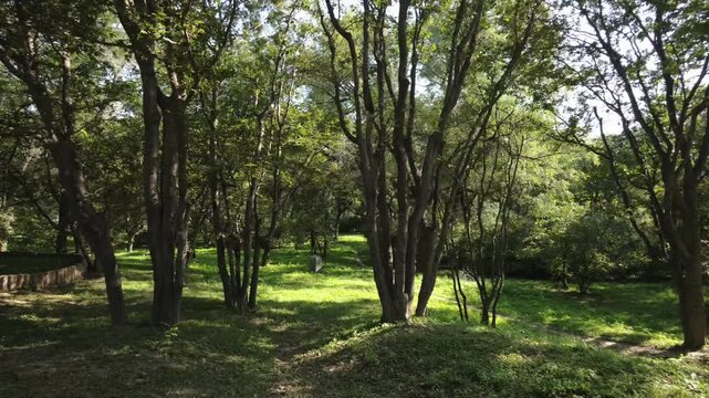 Green deciduous woodland with mature trees in Shenyang, China