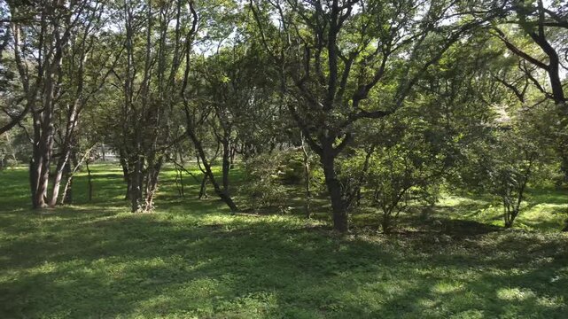 Sunlit deciduous forest with green grass in Shenyang, China