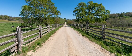 Obraz premium Gravel farm road stretching into the distance flanked by wooden fences and green pastures with cows grazing under trees
