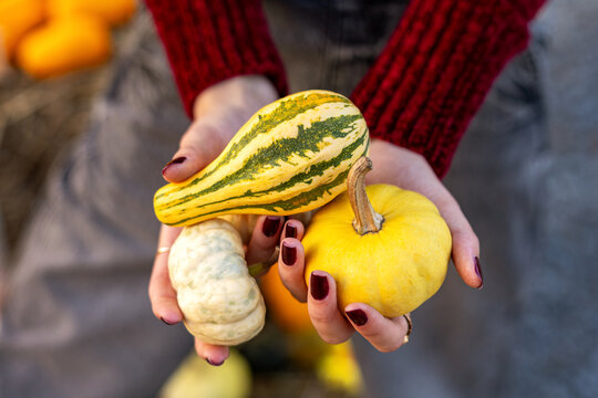 Woman Holding Decorative Pumpkins. Close-up of woman holding colorful decorative pumpkins in an autumn harvest setting.