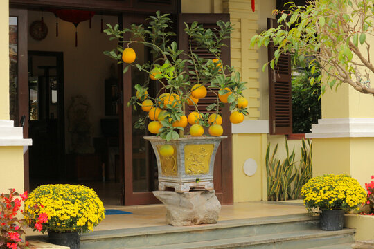Traditional Vietnamese Tet holiday decoration with a potted pomelo tree laden with ripe yellow fruits outside a house in Hoi An, Vietnam.