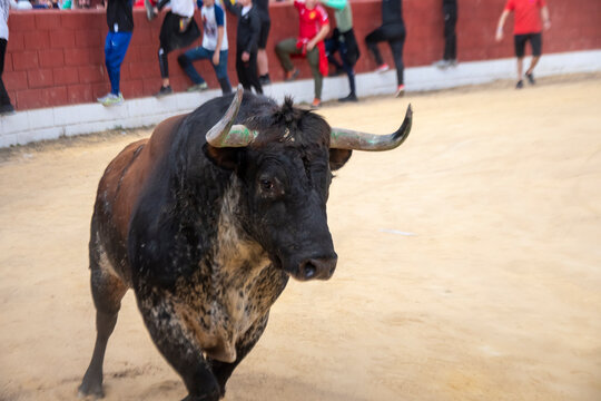 Charging fighting bull in a traditional bullring