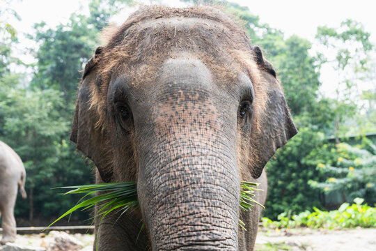Asian elephant wildlife and nature conservation concept, frontal portrait of majestic elephant eating green palm leaves in sanctuary forest, representing biodiversity, fauna, and ecotourism.