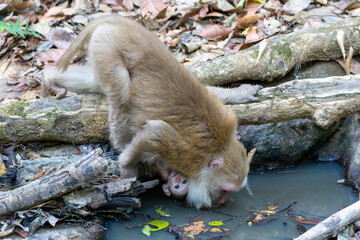 Mother monkey leaning over a log to drink water while carrying her baby in the forest © wannasak