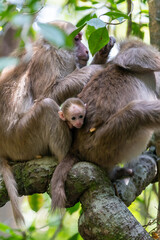 Mother monkeys protecting a baby monkey nestled between them on a tree branch in forest © wannasak