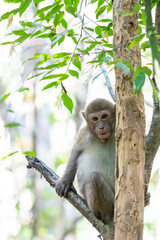 Young monkey sitting on tree branch looking toward camera amid green forest leaves © wannasak