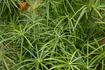 Fototapeta premium Close up view of vibrant green papyrus plant leaves growing in a lush tropical garden setting.