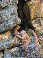 Macaque monkey family grooming among rugged rock formation in natural forest habitat, creating tender scene of social bonding and maternal care © CoreRock