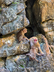 Macaque monkey with infant on rugged limestone rock showing protective care in natural cave habitat with textured stone and warm sunlight © CoreRock