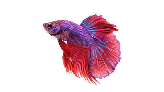 Vibrant colorful purple and pink siamese fighting fish betta splendens isolated on transparent background
