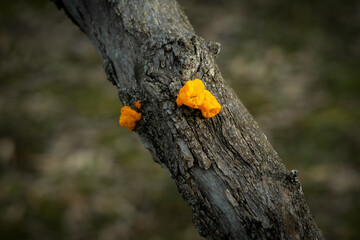 A vivid golden jelly fungus emerges from the weathered bark of an old tree in a woodland, Danold, Victoria, Australia © Quincy