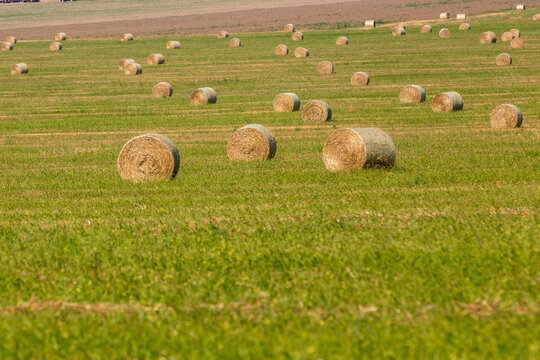 Round hay bales scattered across a vibrant green field under natural sunlight, symbolizing agriculture and rural landscape.