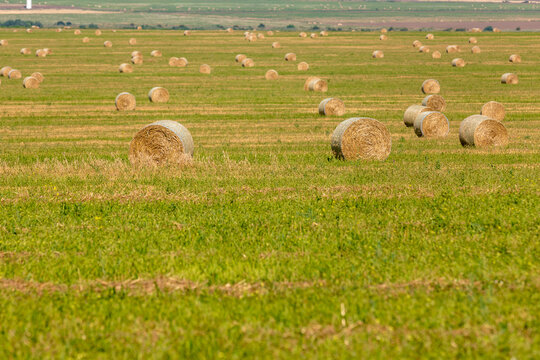 Round hay bales scattered across a green field under a clear sky, symbolizing rural agriculture and harvest season.