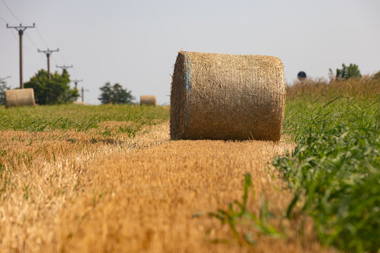 Large round hay bale in a sunny rural field with golden straw and green grass, perfect for agriculture, farming, and countryside themes.