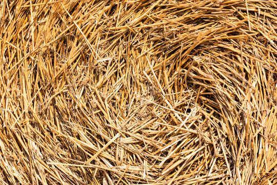 Detailed close-up of a circular hay bale, showcasing golden straw texture in natural sunlight. Perfect for agricultural, rural, or seasonal backgrounds.