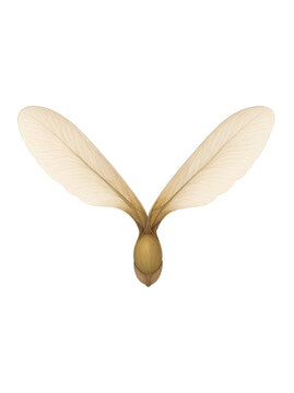 Maple Samara Winged Seed