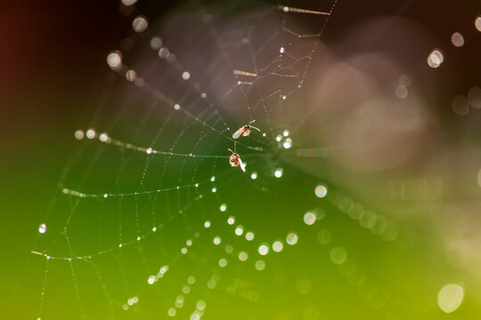 The spider webs after the rain