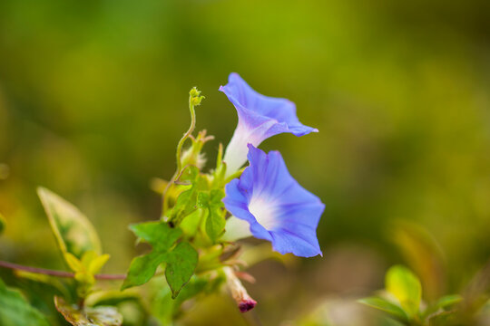 Purple morning glories