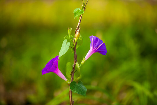 Purple morning glories