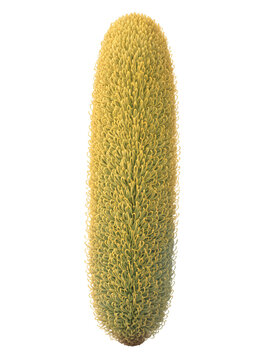 Golden Foxtail Grass Seed Head
