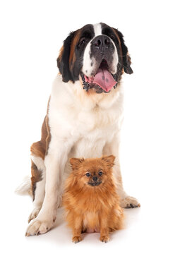 saint bernard and spitz