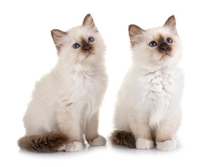 birman kitten in studio © cynoclub