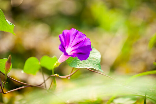 Purple morning glories