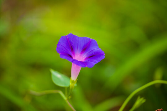 Purple morning glories