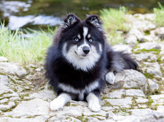 Pomsky in nature © cynoclub