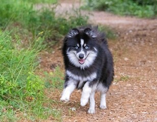 Pomsky in nature © cynoclub