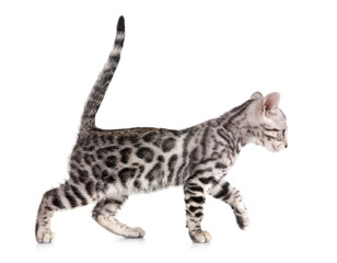 bengal kitten in studio © cynoclub