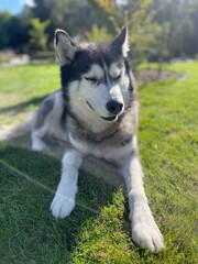 Cute Siberian Husky dog with closed eyes resting on green grass in the sun © IsaStock