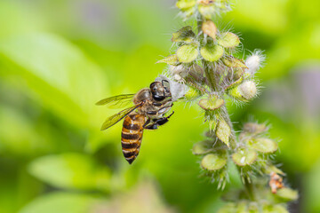 Asiatic honey bee/Asian honey bee (Apis cerana) on lemon basil flowers with crab spider © iamtk