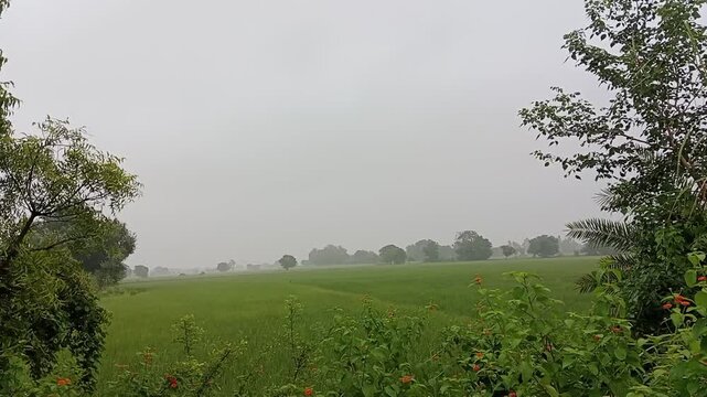 scenic landscape video of young neem and shisham trees with paddy fields and distant village India
