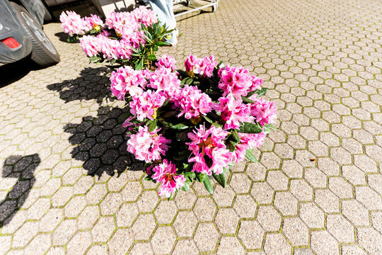 Ein Blumenstrauss