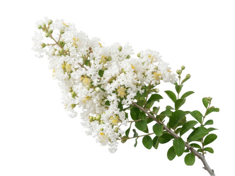 Beautiful white crape myrtle flower branch with green leaves isolated