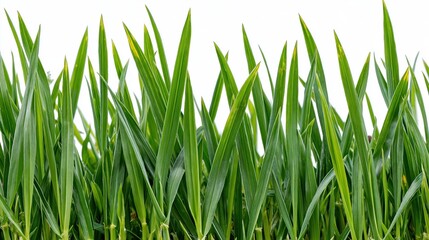 Obraz premium Horizontal strip of green grass blades growing along the bottom edge against white background